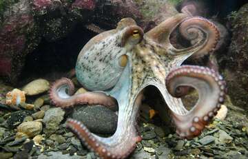 octopus-group-of-species