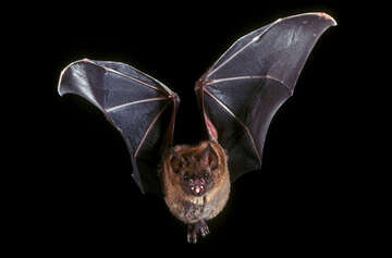 bats-group-of-species