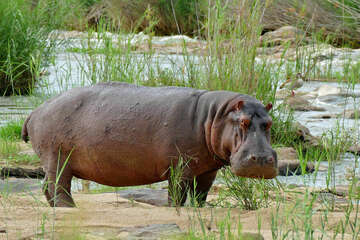 hippopotamus-species