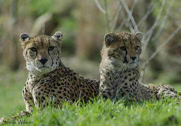 cheetah-species