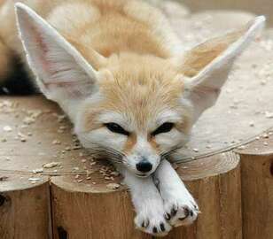 fennec-fox-species
