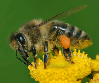 honey-bee-species