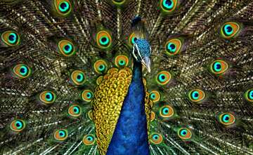 peacock-species