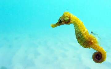 seahorse-species