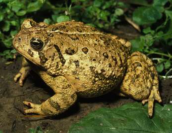 toads-species