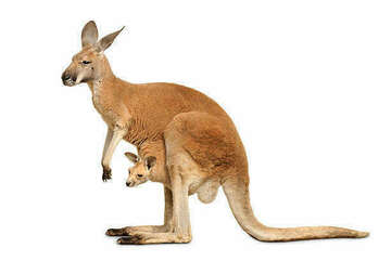 kangaroo-species
