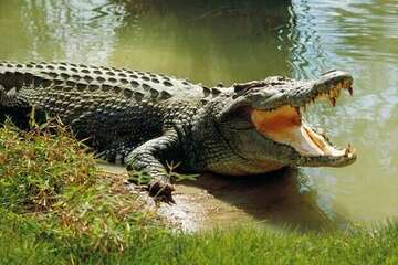crocodile-species