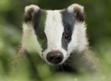 badger-species