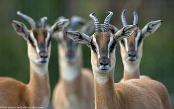 antelope-species