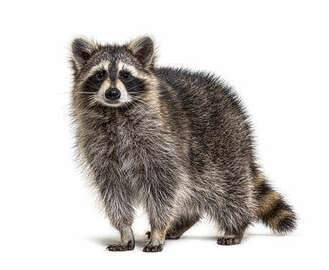 raccoon-species