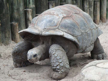 tortoise-species