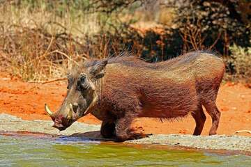 warthog-species