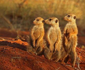 meerkat-species