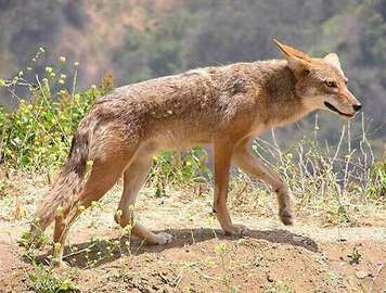 coyote-species