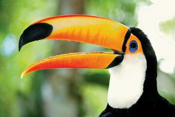 toucan-group-of-species