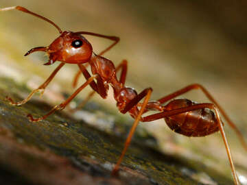 ant-group-of-species