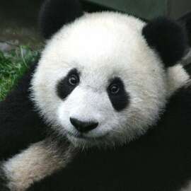 panda-species