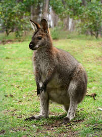 wallaby-species