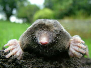 moles-species