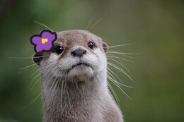 Gingerbread_Otter